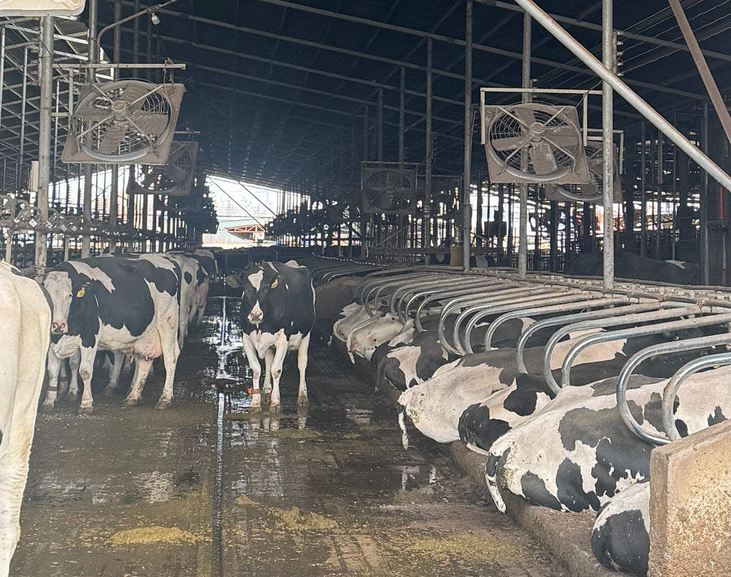 Milk Somatic Cell Counter for Indian Dairy Farms: Affordable Mastitis Detection Solutions